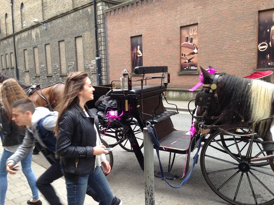 Guiness chevaux 1